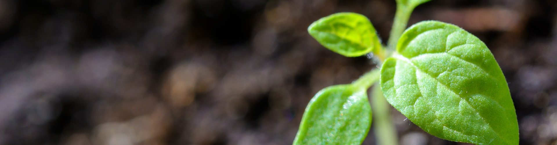 blur-close-up-cultivation-1002703