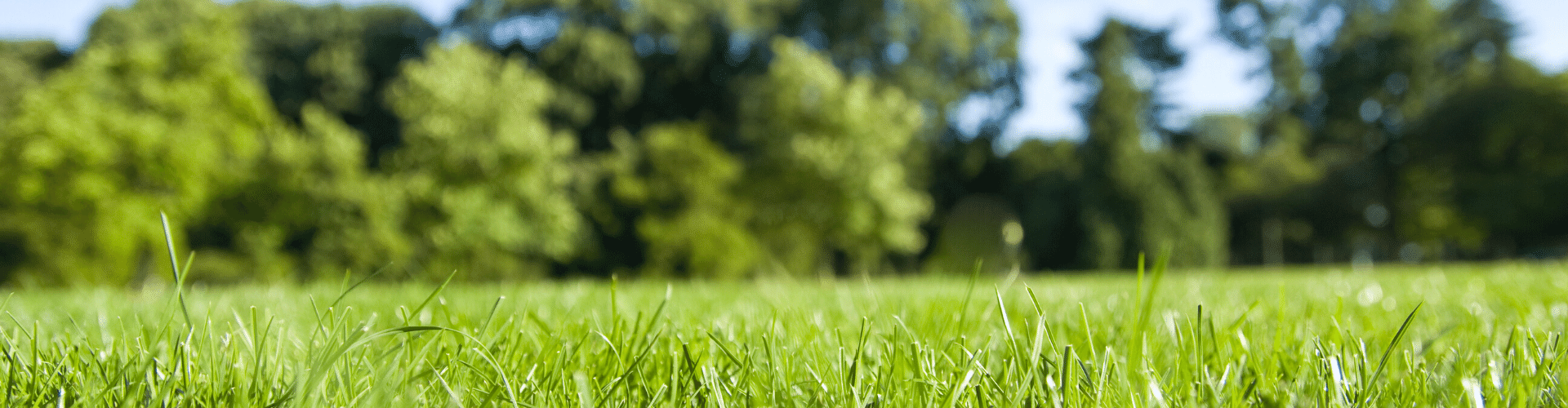grass on a beautiful day