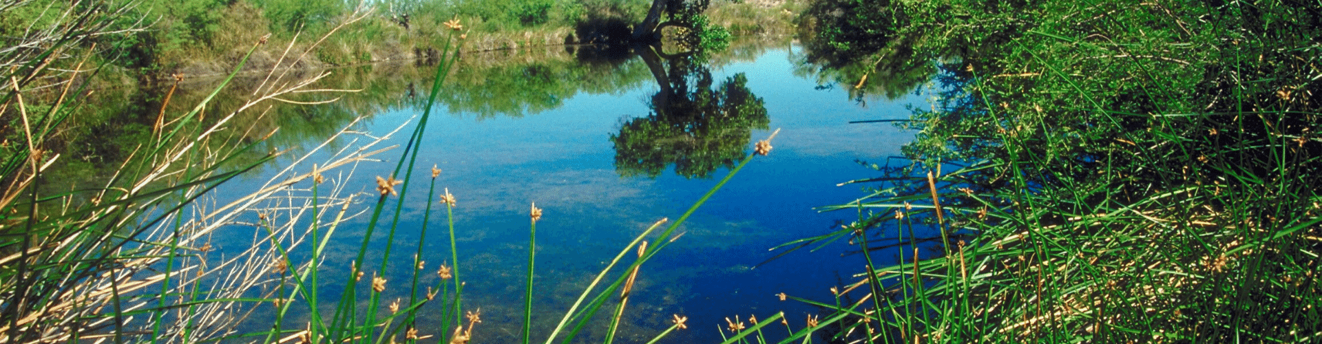 newt pond 2