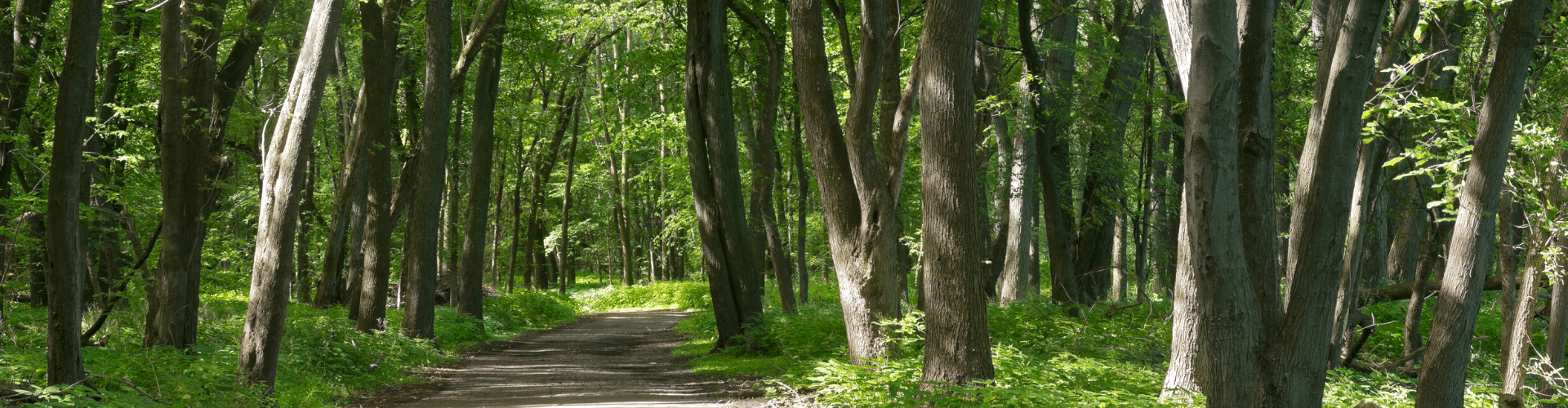 woodland 2